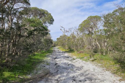 Trail surrounded by bush. 