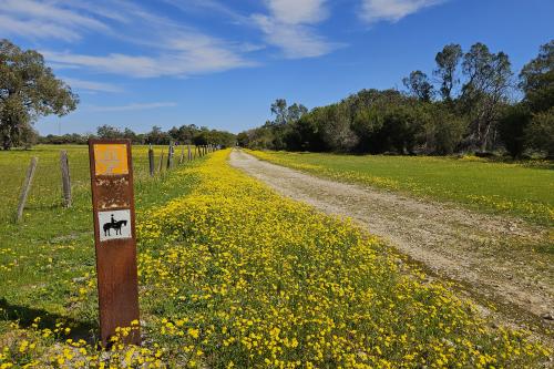 Yellow flowers and path with a sign for horse riding. 