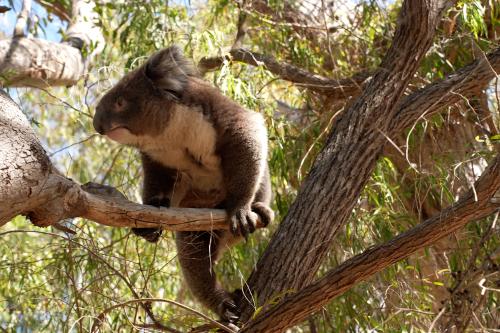 Koala looking down from a tree.