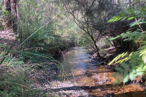 Small creek with clear running water surrounded by green bush and trees. 