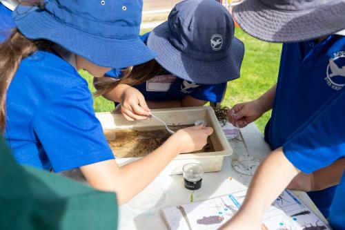 Children looking closely at a tray of river water. 