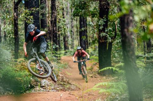 Two mountain bike riders on dirt path in the forest. 