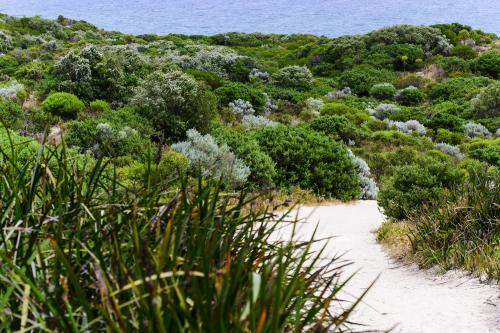 Sandy path leading between low shrubs. 