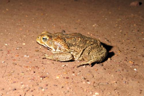 Female adult cane toad sitting on a road. 