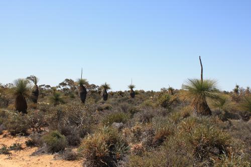 View of low shrub and the occasional grass tree.