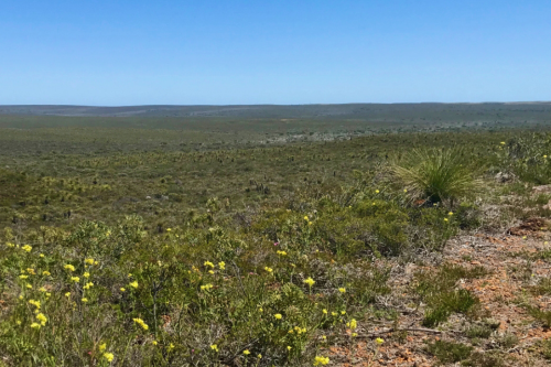 View over landscape of small green shrubs dotted with little yellow flowers. 