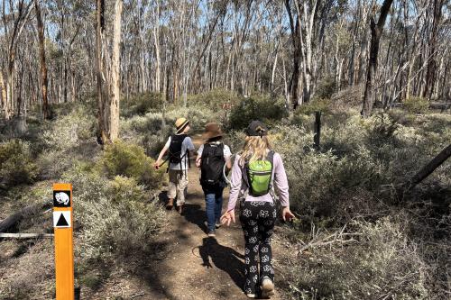 People walking on a trail surrounded by tall trees. 