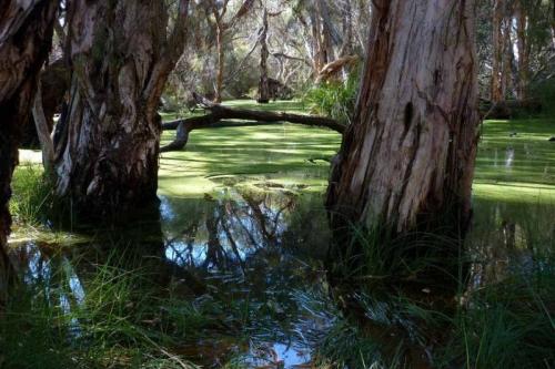 Trees surrounded by water and green water weed. 