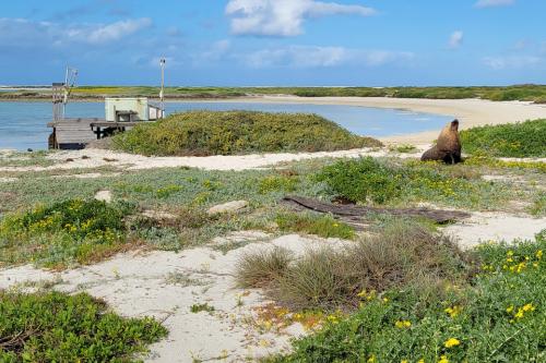 Seal by a jetty in a small lagoon. 