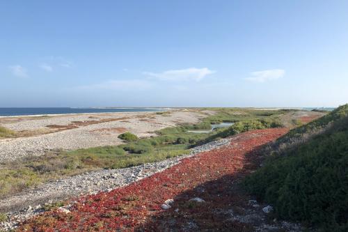 Looking out over the ocean, there is a trail of red flowers. 