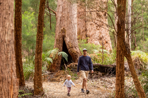 An adult and child walking on a forest path.