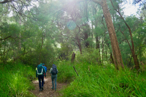 People hiking with backpacks in lush green forest. 