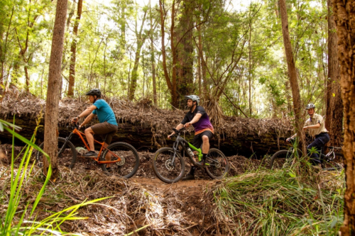 People riding on bikes on a trail in the forest. 