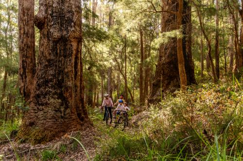 Four people riding bikes on a track between the trunks of tall trees. 