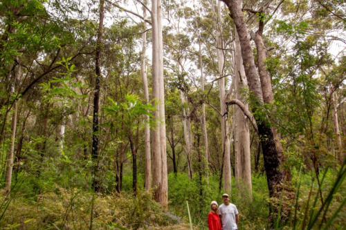 Two people standing on a trail in the forest. 