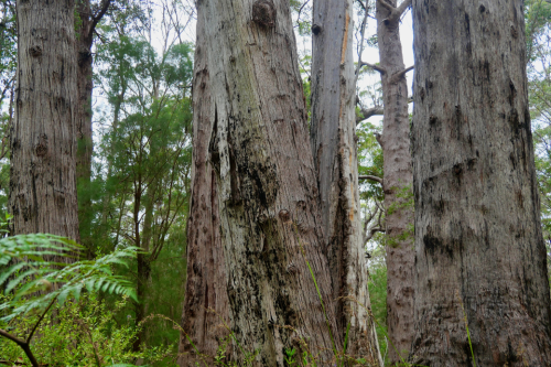 Close up of tree trunks in a forest. 