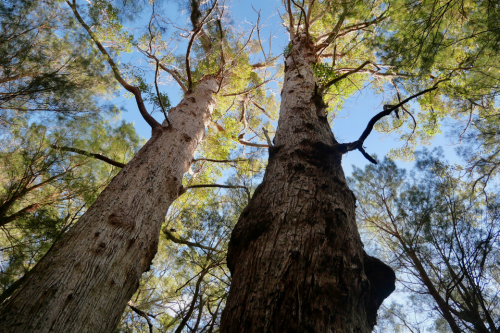 Looking up the large tree trunks to the sky. 