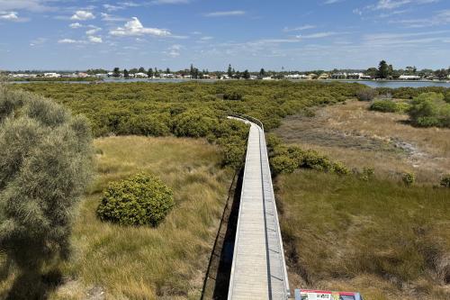 View of boardwalk over shrubs. 