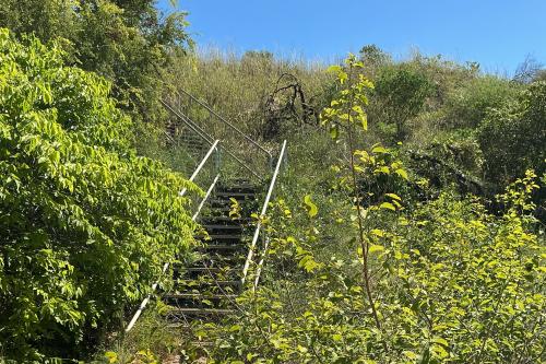 Staircase on a trail surrounded by greenery. 