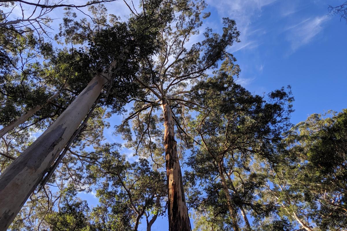 View looking up into the karri forest canopy with blue sky