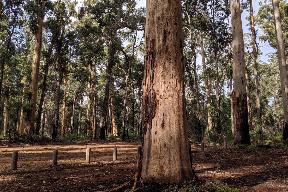 tall karri trees at 100 Year Forest