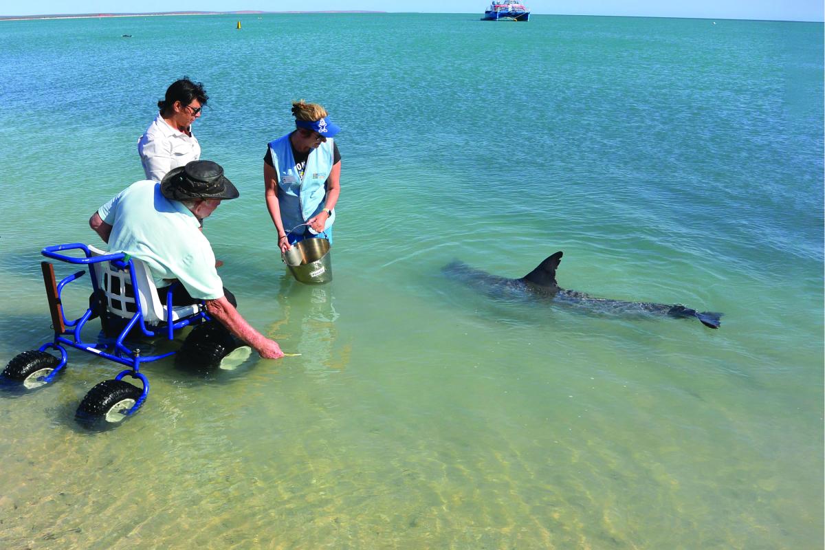 man in wheelchair with pneumatic tyres in water reaching out to feed dolphin with people standing nearby