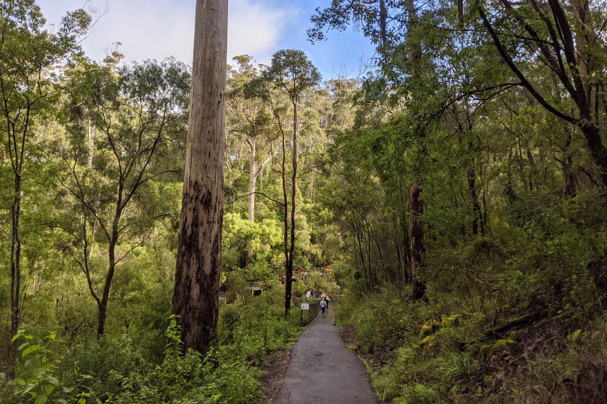 Paved walk trail down to Beedelup Falls from the carpark