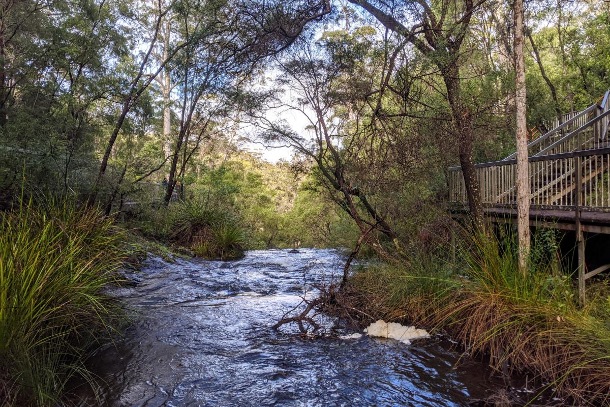 View from near the top of Beedelup Falls flowing stream with forest flanking both banks