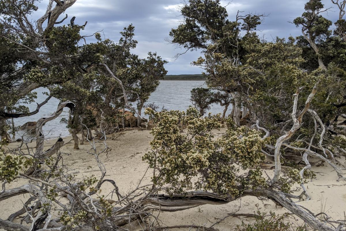 Paperbark trees in flower growing in white sand on the shore of Stokes Inlet