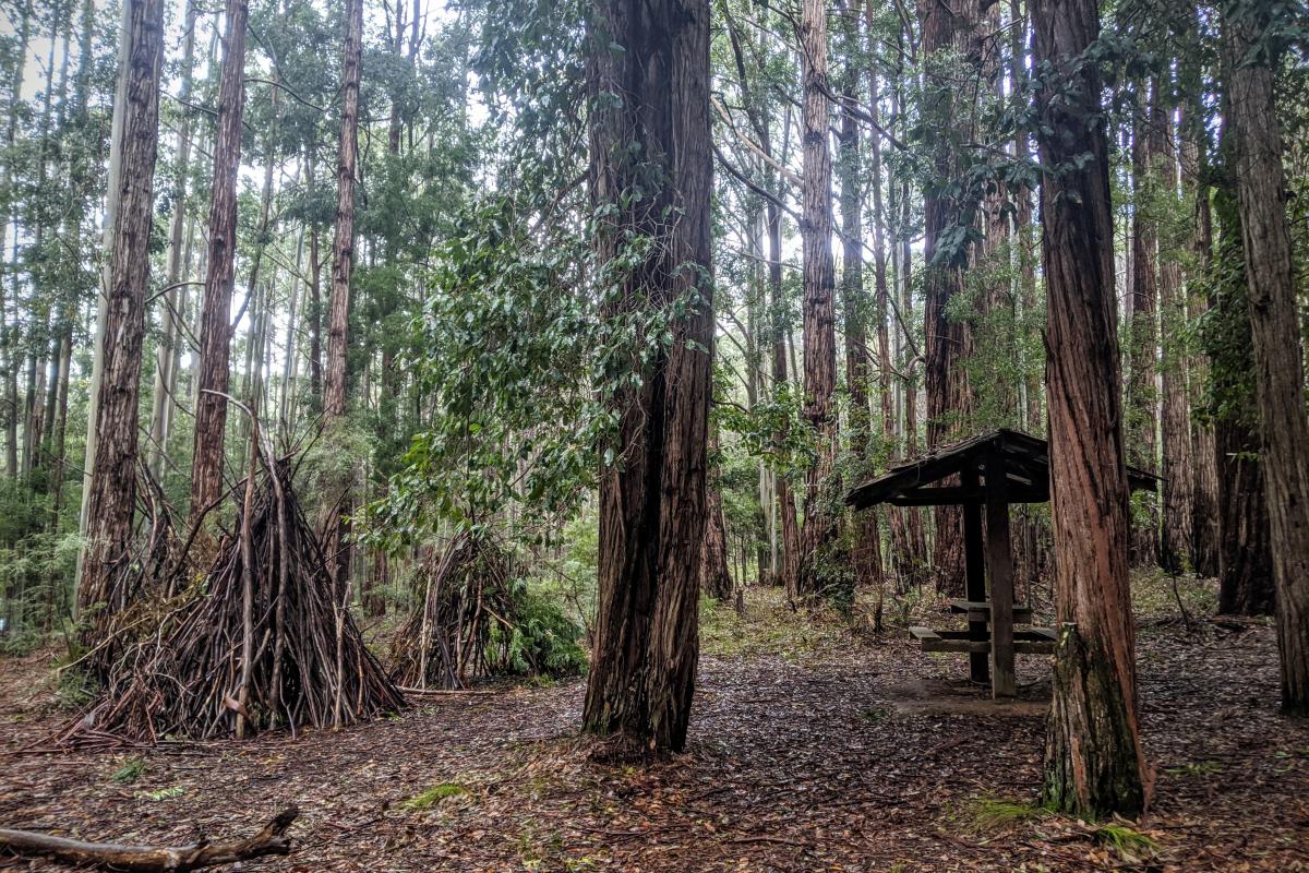 Conifers and karri trees and a picnic bench in Big Brook Arboretum