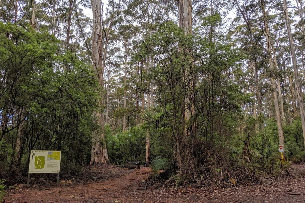 Entrance to Big Karri on the Karri Forest Explorer Drive Entrance to Big Karri on the Karri Forest Explorer Drive