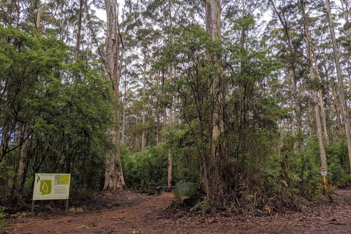 Entrance to Big Karri on the Karri Forest Explorer Drive