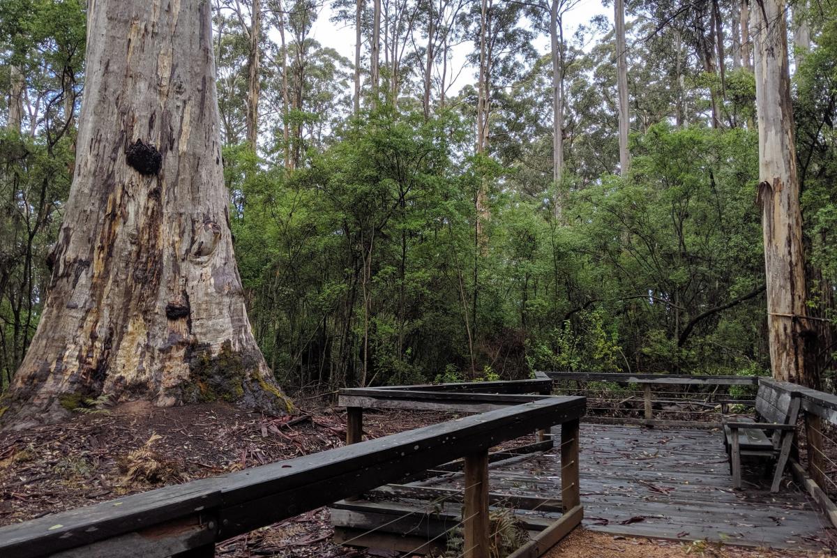 Viewing platform at Big Karri