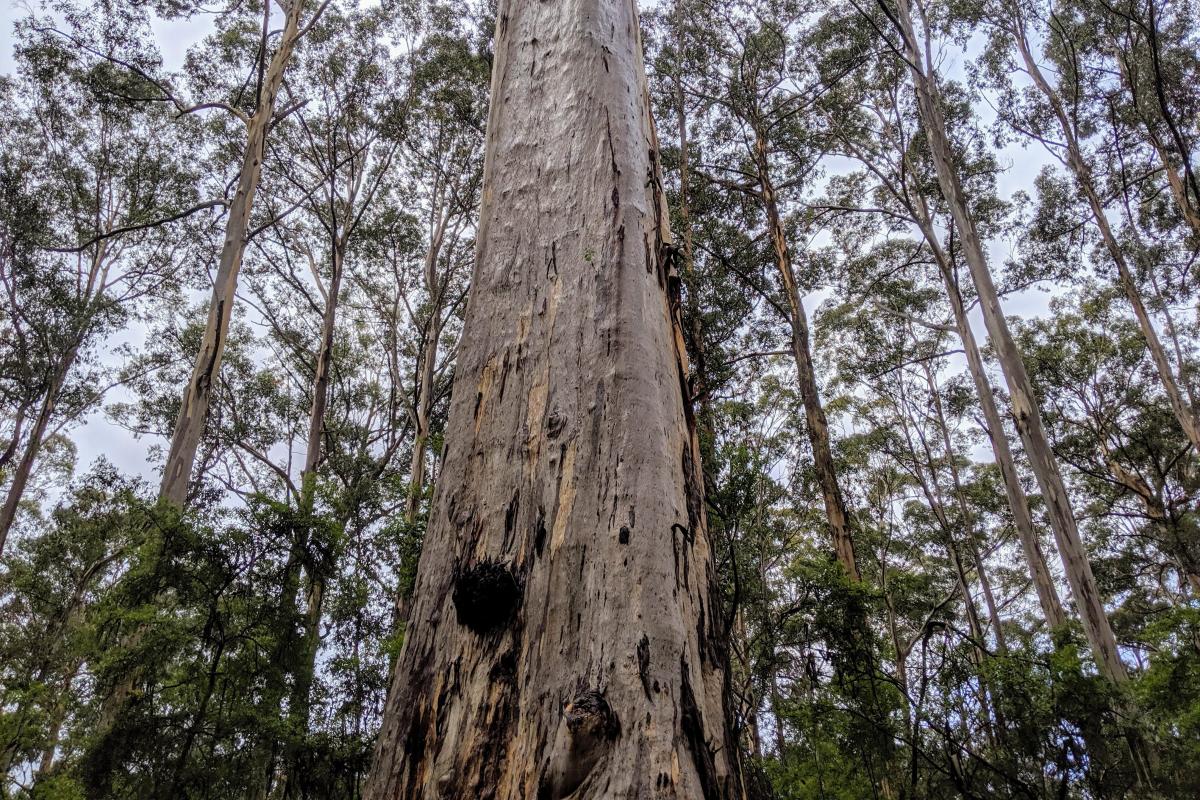 Big Karri Tree