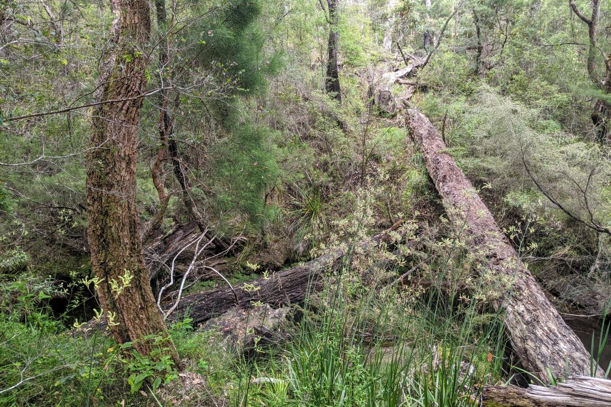 Green kangaroo paws and forest at Carey Brook in Hawke National Park