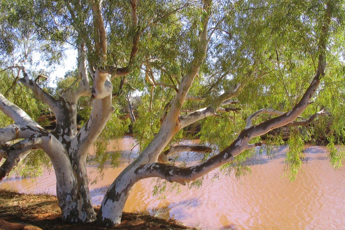 Cattle Pool Mount Augustus National Park large native white barked tree beside a wide pool of water in the bush