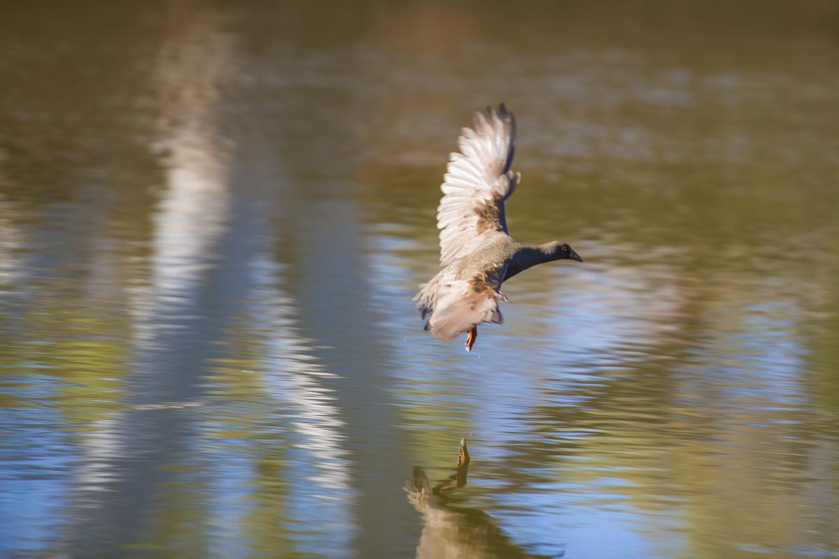 waterbird flying in to land on a body of water