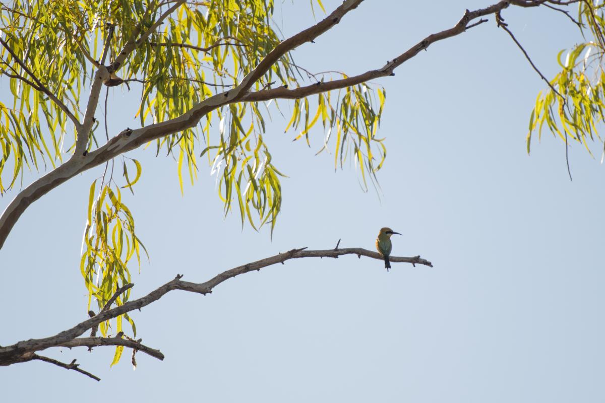 rainbow bee eater bird perched on a branch of a native tree