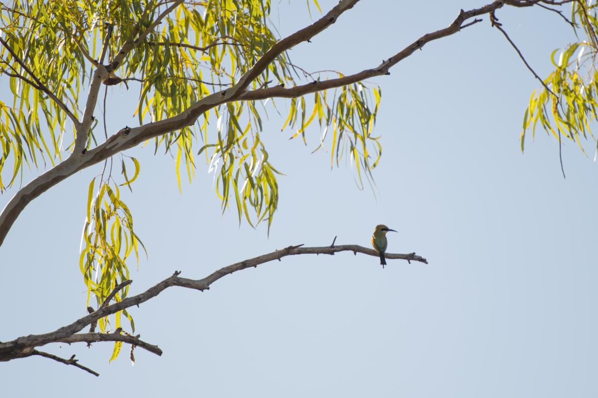 Cattle Pool Mount Augustus National Park rainbow bee eater bird perched on a branch of a native tree