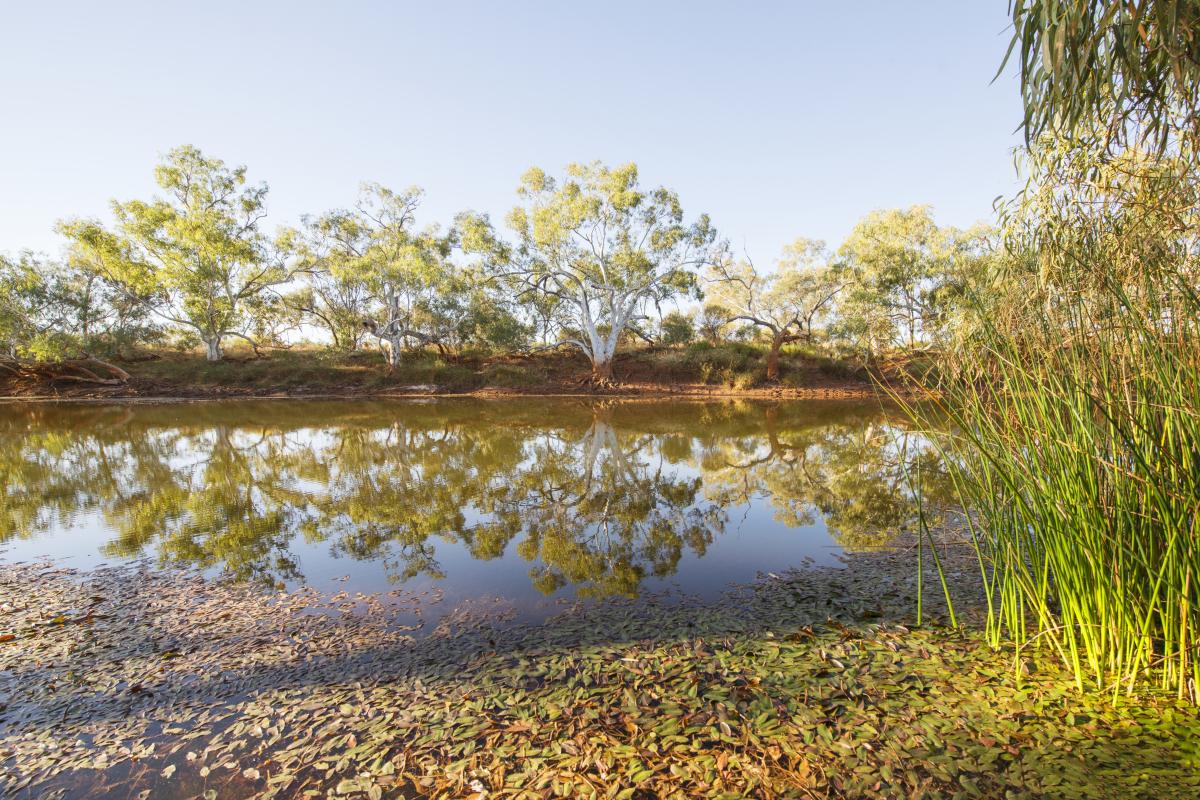 native trees reflected in the still water of an outback water pool with water reeds in the foreground
