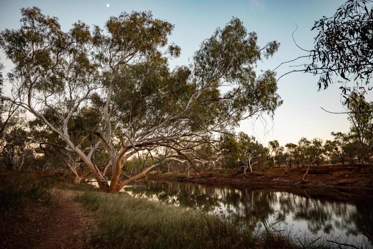 Cattle Pool Mount Augustus National Park native trees at dusk beside a large water pool