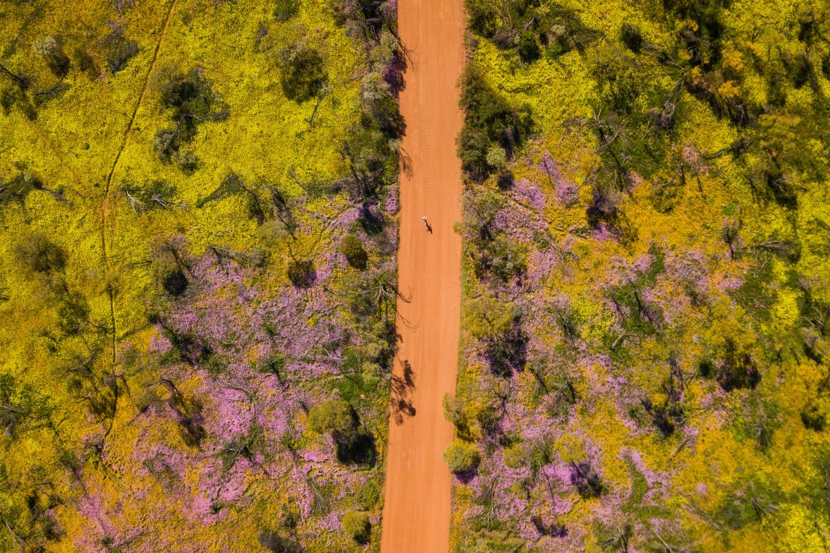 aerial view looking down on car driving on red dirt road between fields of yellow and pink flowers