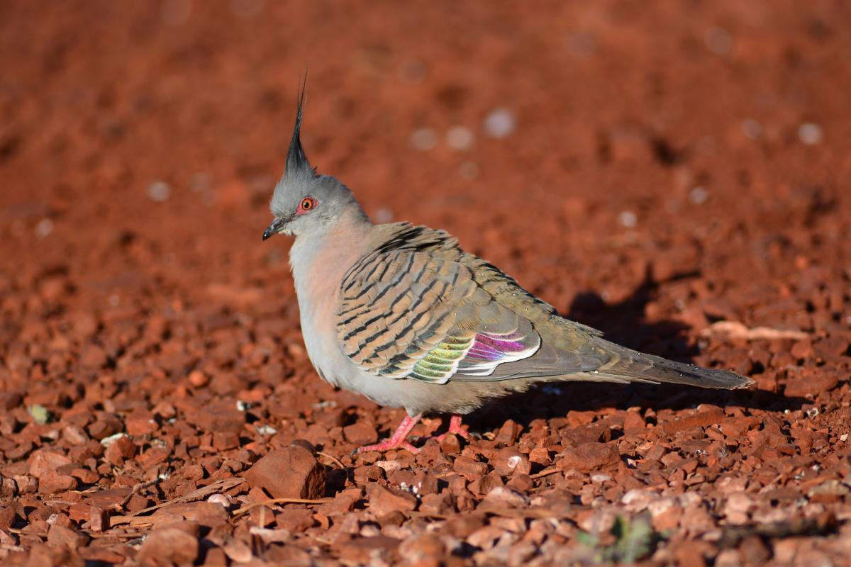 small grey bird standing on red dirt with bright colours on wings