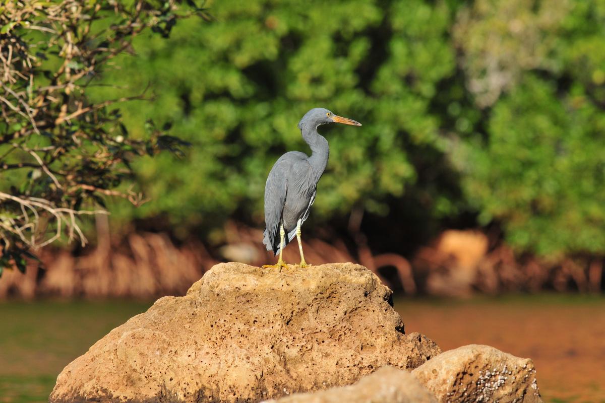 Grey bird with long beak standing on red rock near water