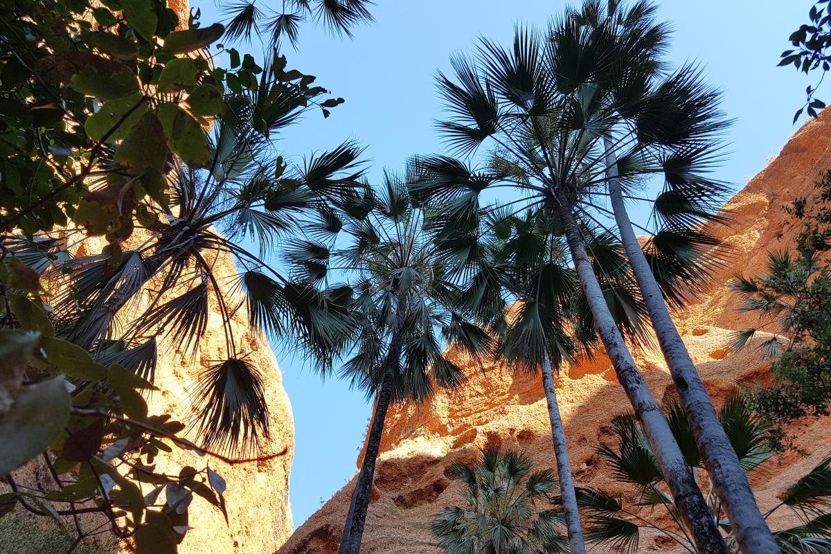Echidna Chasm Purnululu National Park Palm branches set against blue sky and chasm walls in the background