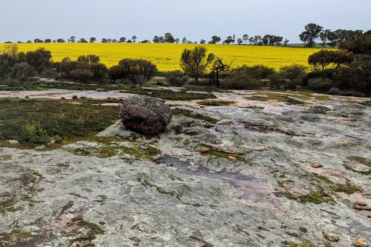 Granite outcrop covered in lichen and moss with bright yellow canola field in the distance