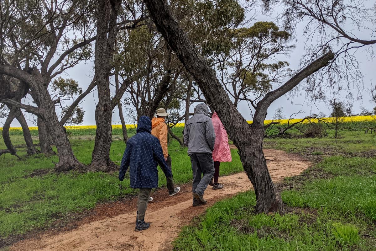 4 people walking along the Gathercole Nature Reserve walk trail with canola fields in the distance