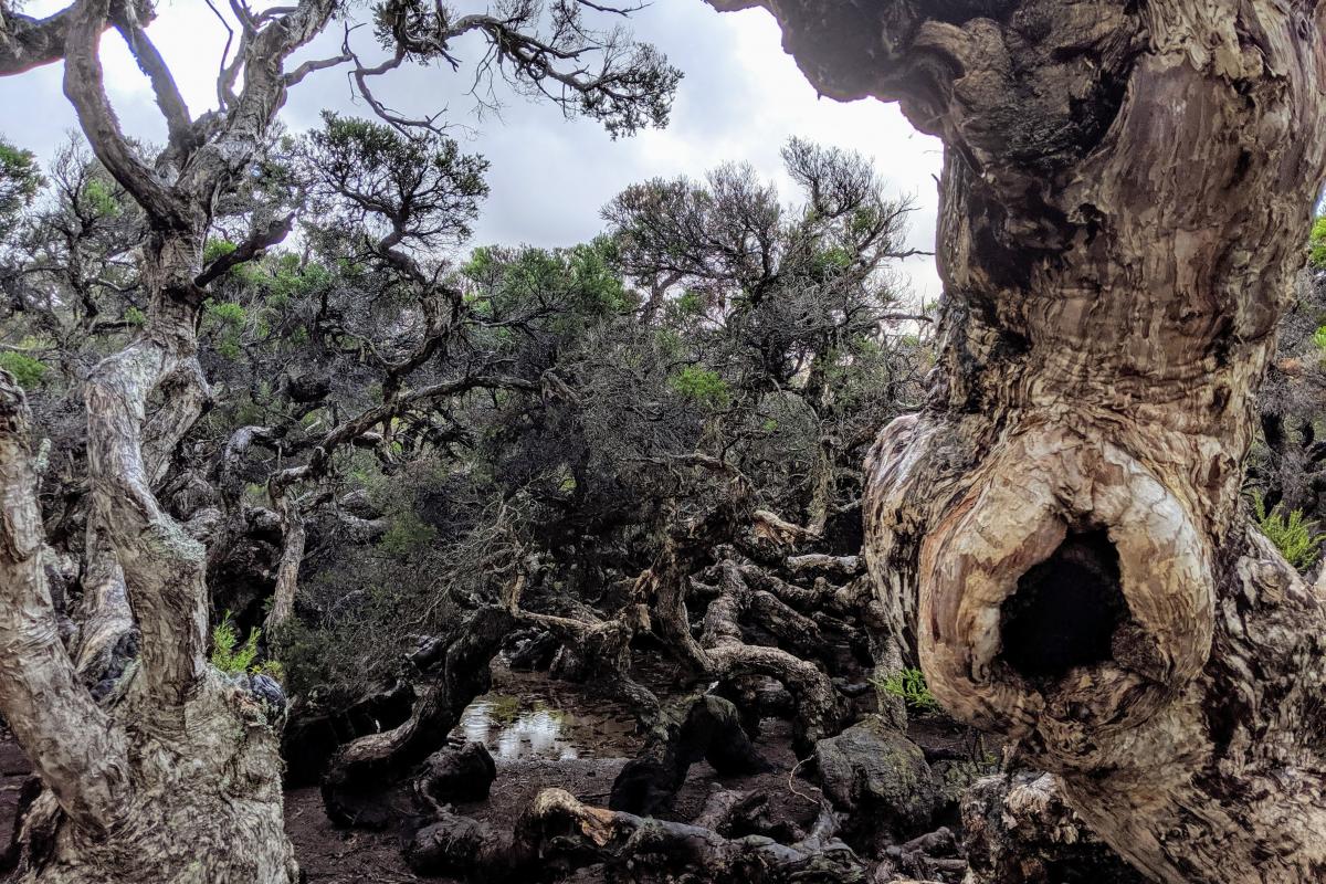 Paperbark trees in Goblin Swamp