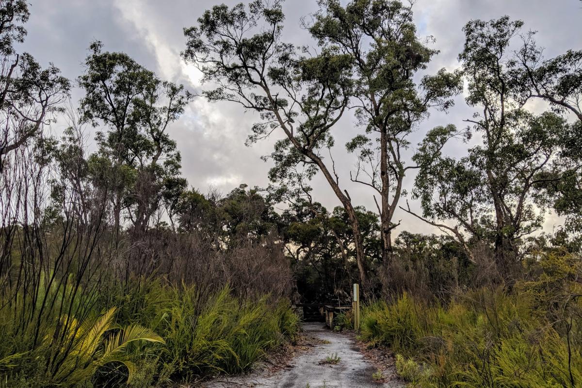 Walk trail to Goblin Swamp Walk trail to Goblin Swamp