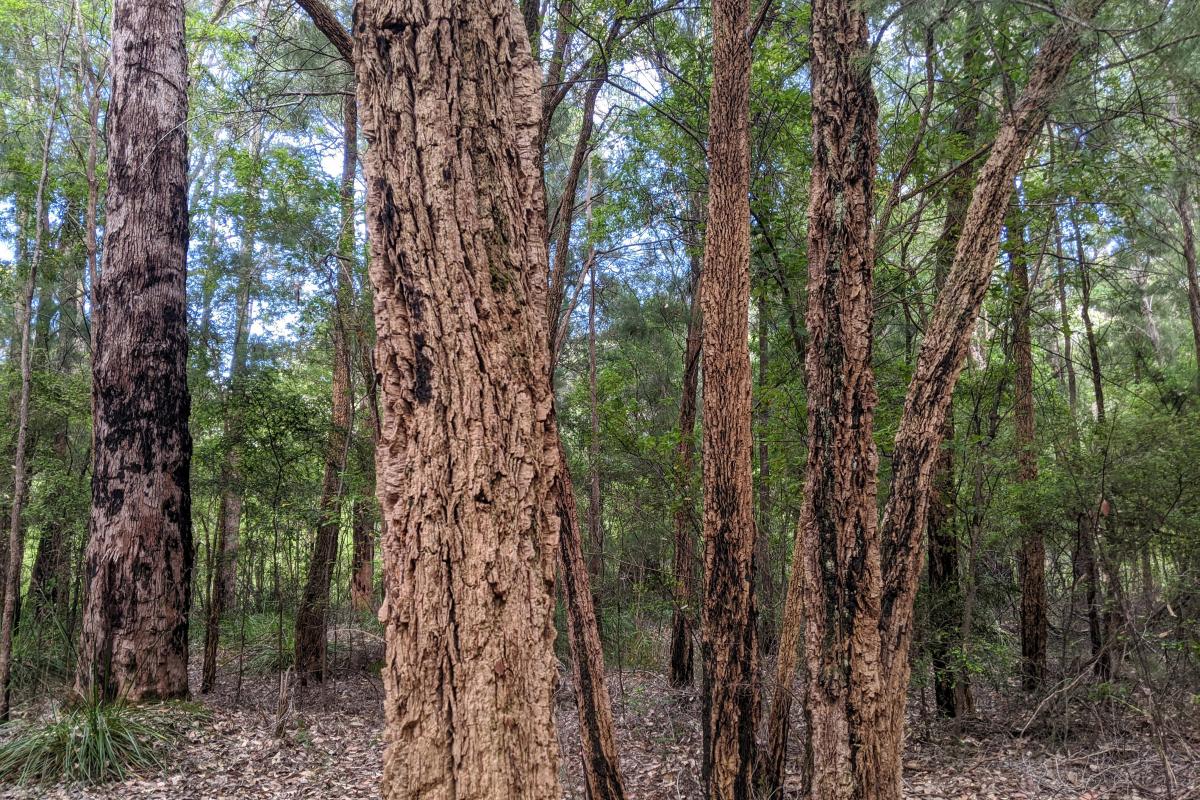 A grove of sheoaks at Grass Tree Hollow A grove of sheoaks at Grass Tree Hollow